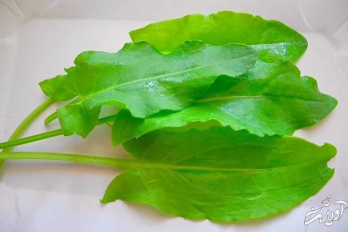 استفاده از گیاه ترشک برای کم خونی گیاه ترشک